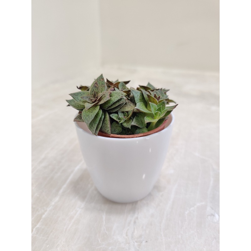 Vibrant Succulent Plant For Corporate Gifting