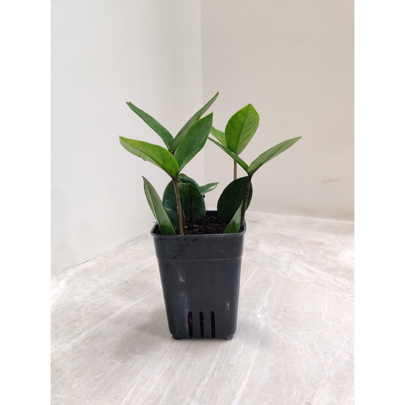 Zamioculcas Zamiifolia Small Plant