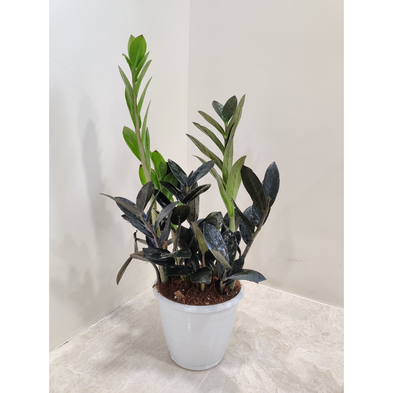 Zamioculcus Black Zenzii Plant