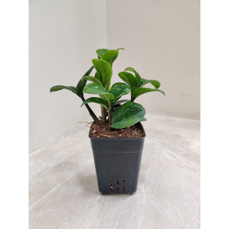 Zamioculcus Zamiifolia Zenzii Small Plant