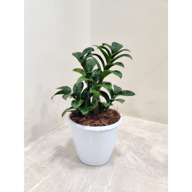 Zamioculcus Zenzii Plant