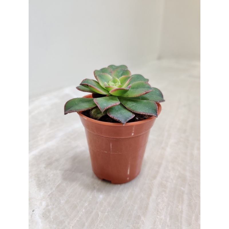 Aeonium Kiwi Small Succulent Plant