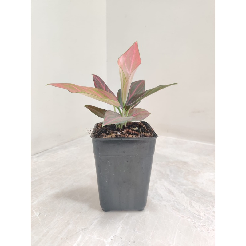 Aglaonema Red Vein Plant