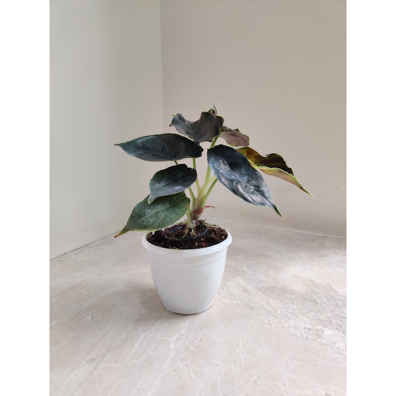 Alocasia Azlanii Plant