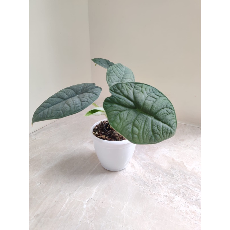 Alocasia Melo plant