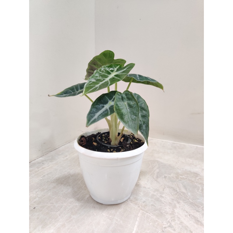 Alocasia Parasol Plant