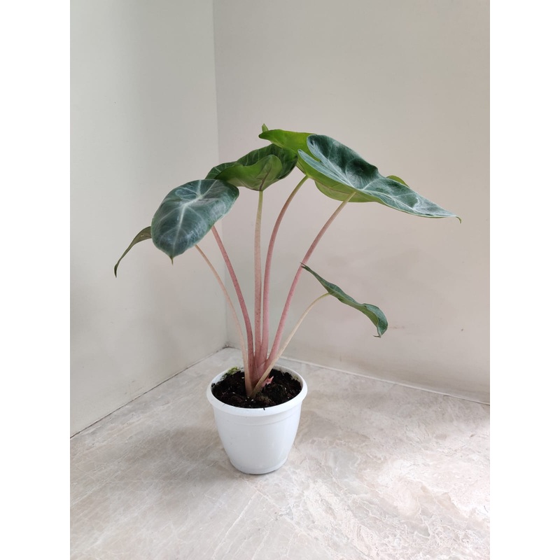 Alocasia Pink Dragon Small Plant