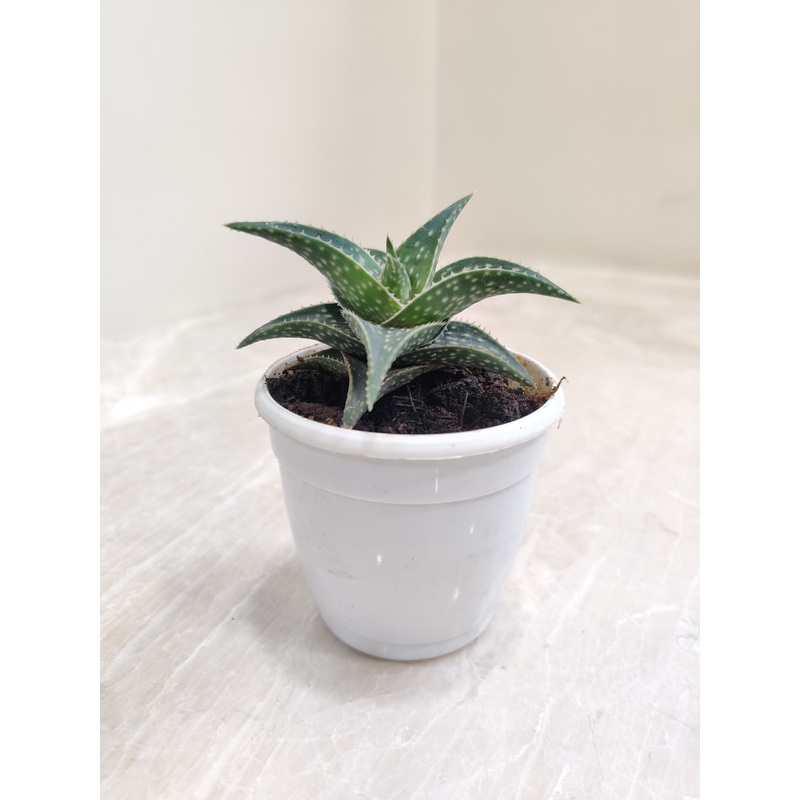 Aloe Firebird  Succulent Plant