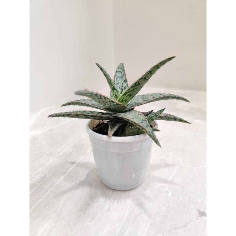 Aloe Pink Blush Succulent Plant