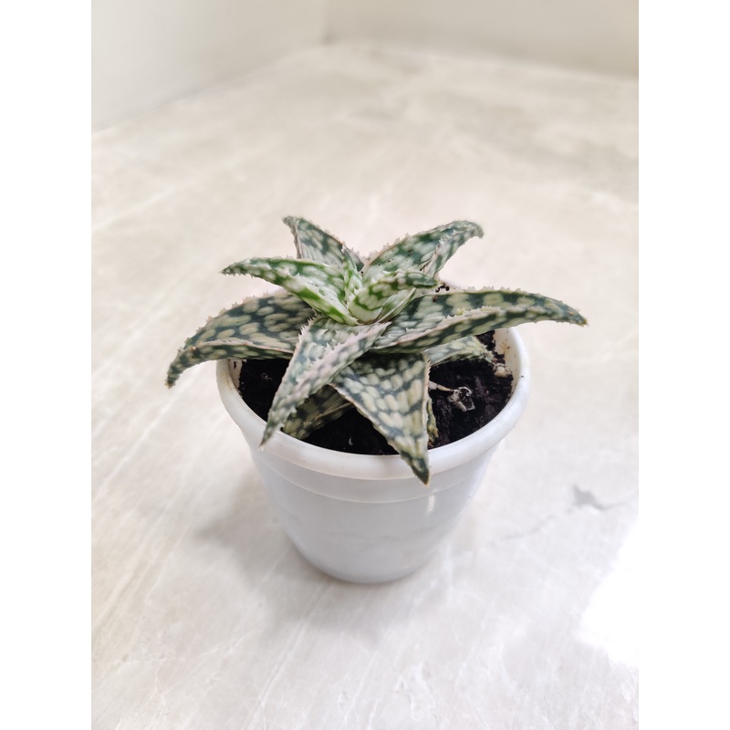 Aloe Snowstorm Succulent Plant
