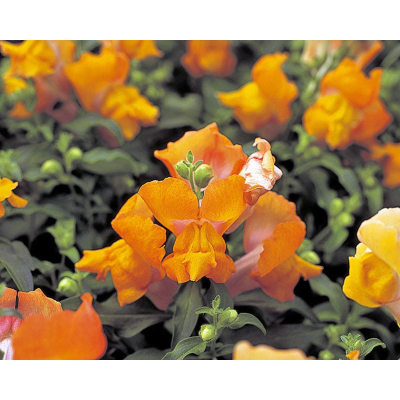Antirrhinum Palette Bronze Flower Seeds