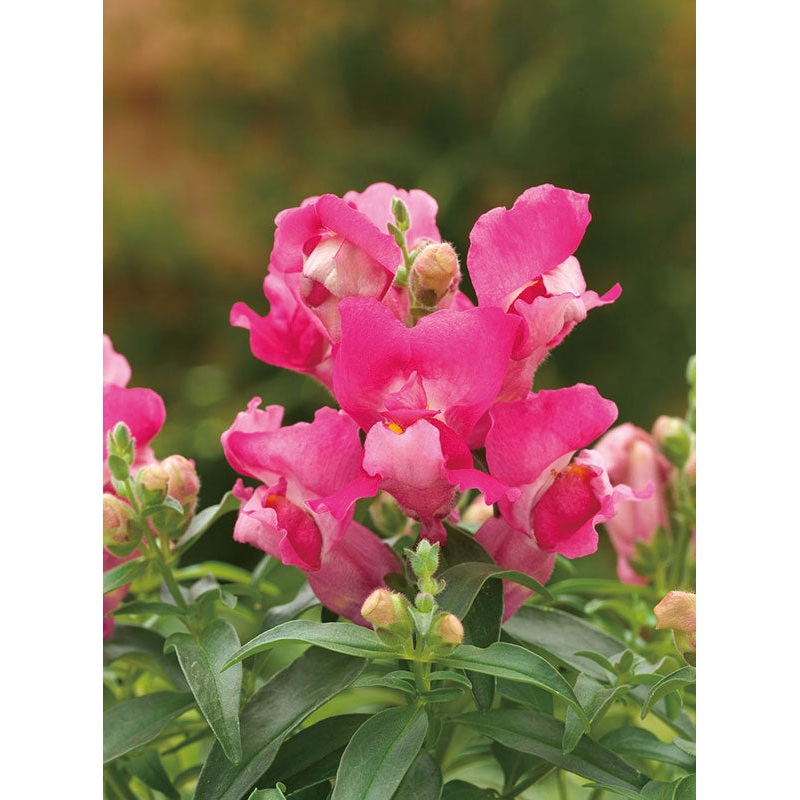 Antirrhinum Palette Deep Rose Flower Seeds