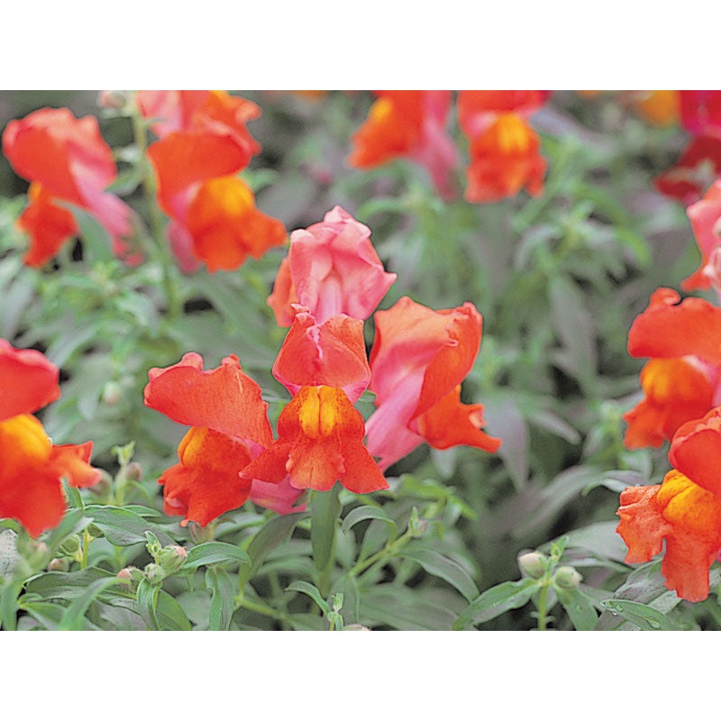 Antirrhinum Palette Orange Flower Seeds