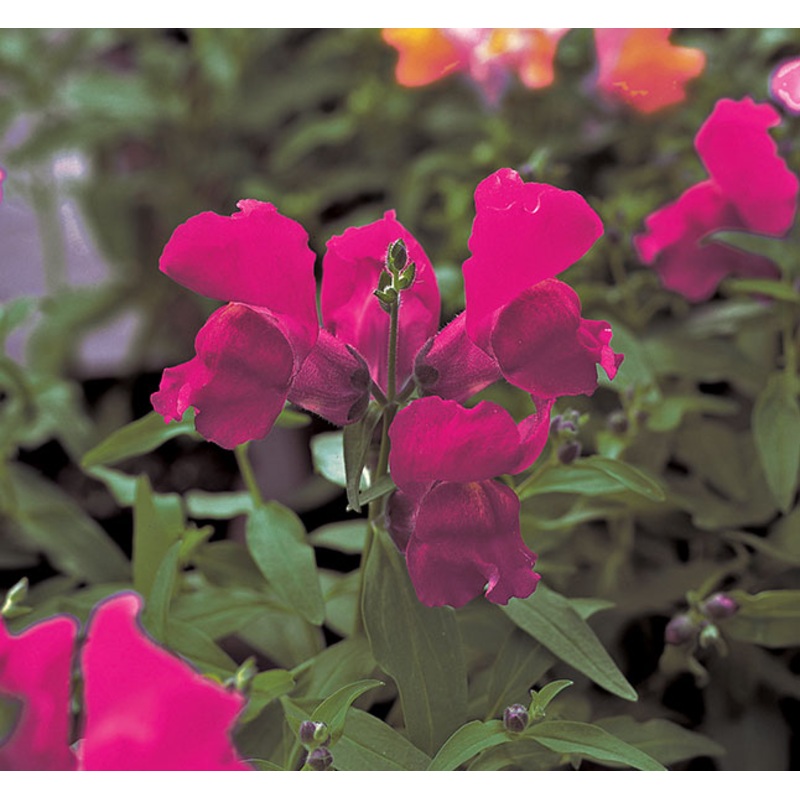 Antirrhinum Palette Purple Flower Seeds