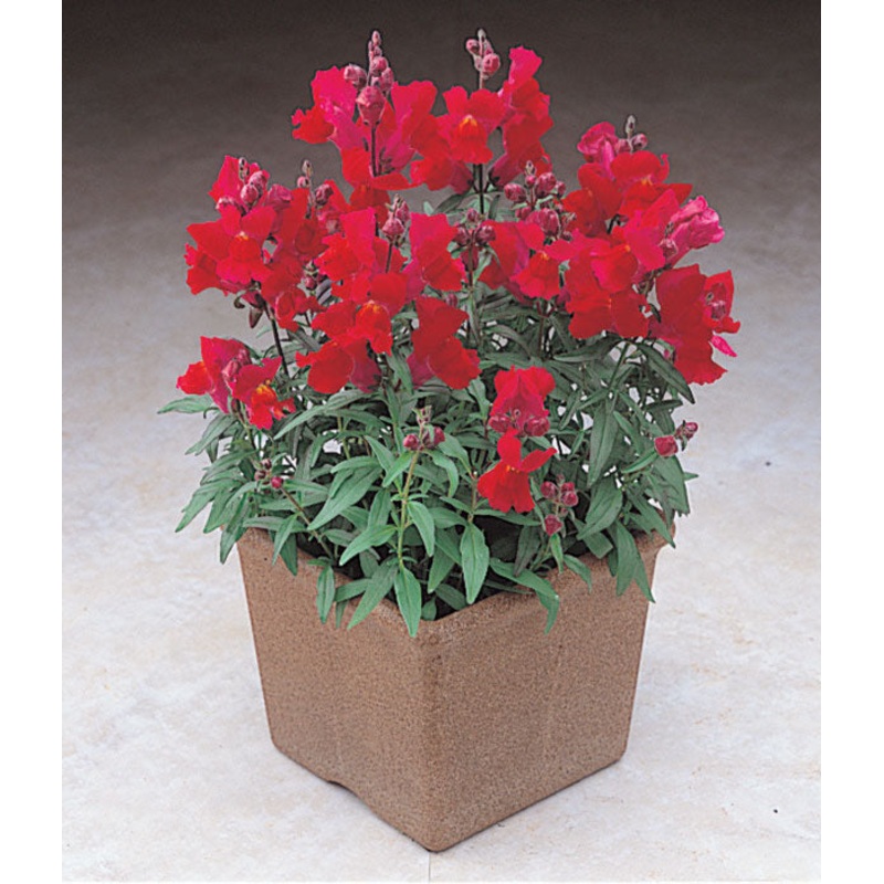 Antirrhinum Palette Red Flower Seeds