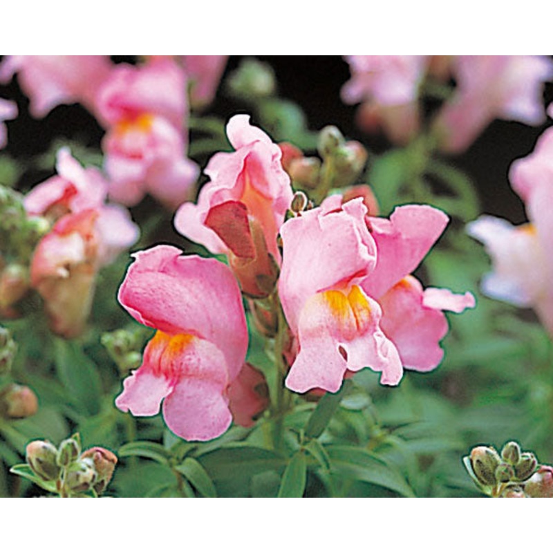 Antirrhinum Palette Rose Eye Flower Seeds