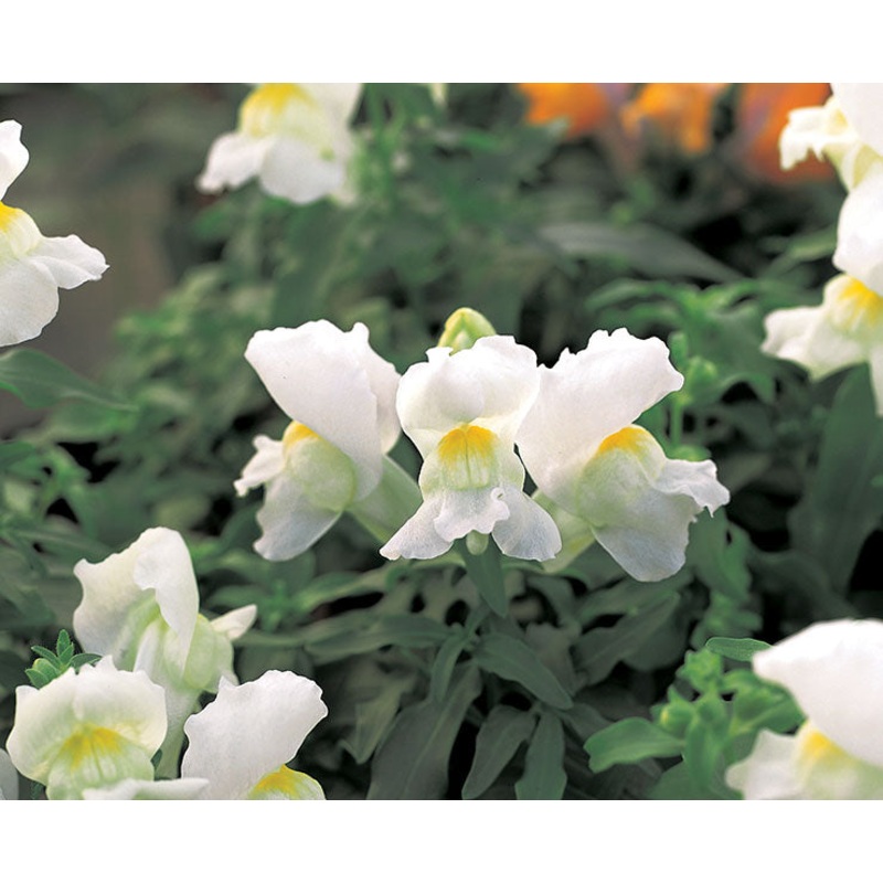 Antirrhinum Palette White Flower Seeds
