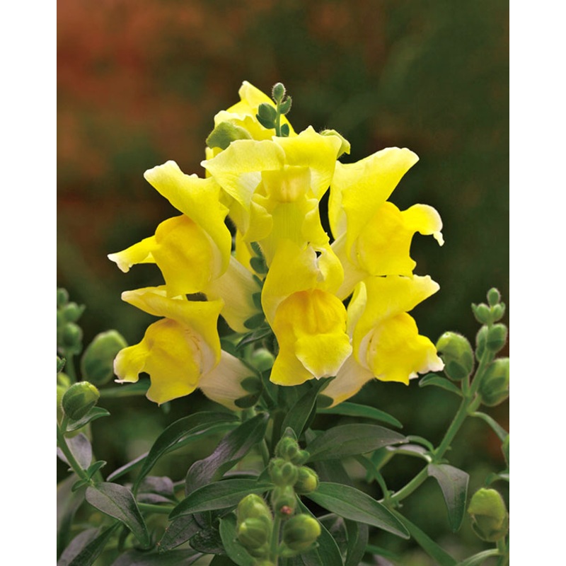 Antirrhinum Palette Yellow Flower Seeds