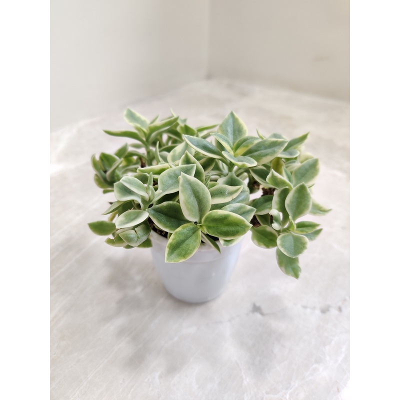 Aptenia Cordifolia ‘Baby Sun Rose’ Plant