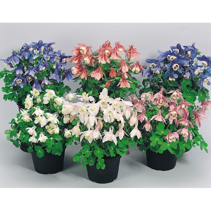 Aquilegia Cameo Mix Flower Seeds