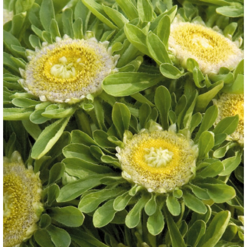 Aster Hulk Flower Seeds