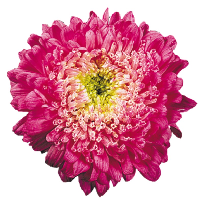 Aster Matador Crimson Flower Seeds