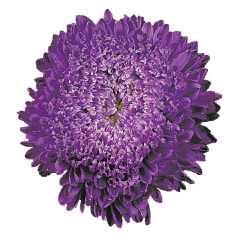 Aster Matador Deep Blue Flower Seeds