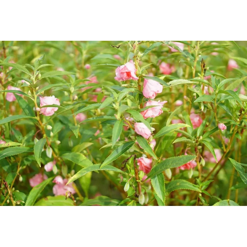 Balsam Tall Rose Flowered Mix Flower Seeds