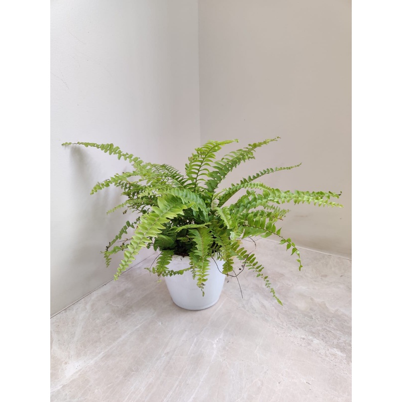 Boston Fern Plant