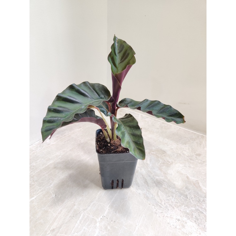 Calathea Gandersii Plant