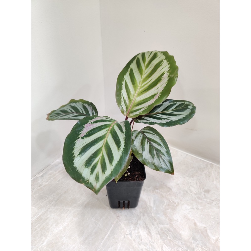 Calathea Roseopicta Cora Plant
