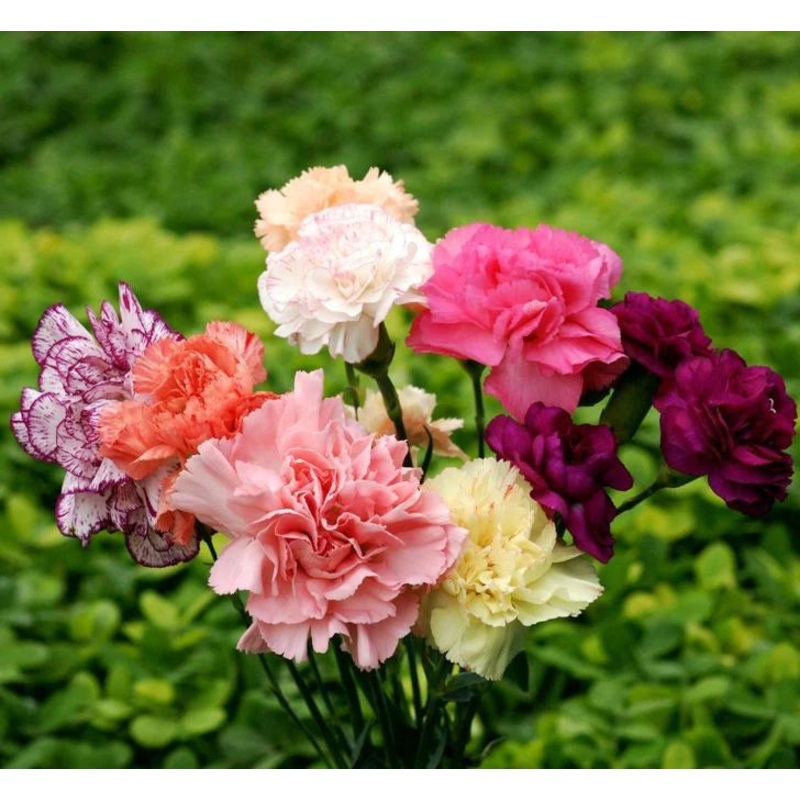 Carnation Chabaud Mix Flower Seeds