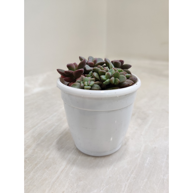 Sedum Commixtum Succulent Plant
