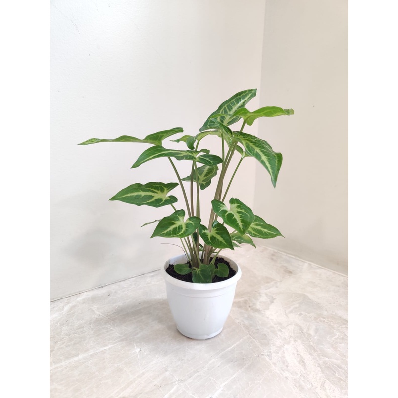 Syngonium Green Gold Plant