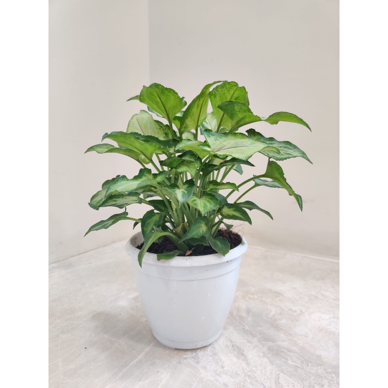 Syngonium Green Small Leaves Plant