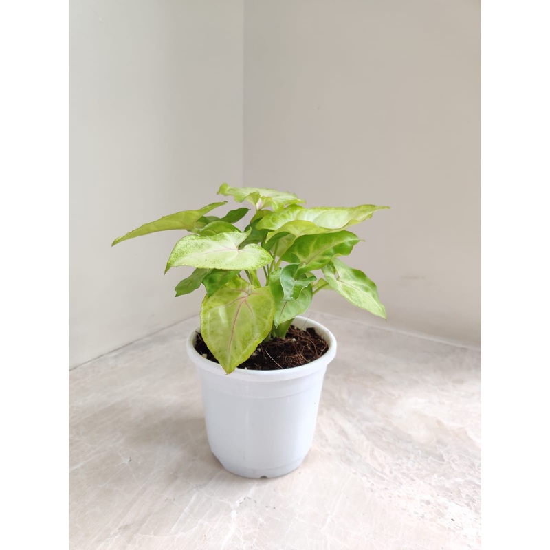 Syngonium Lemon Plant