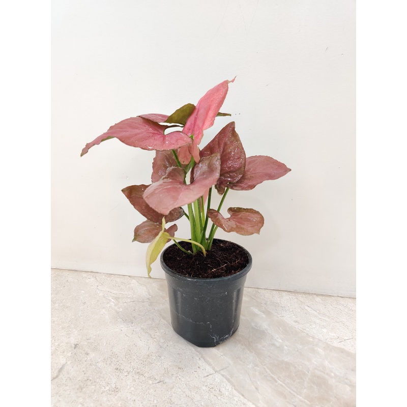 Syngonium Orm Nak Red Plant