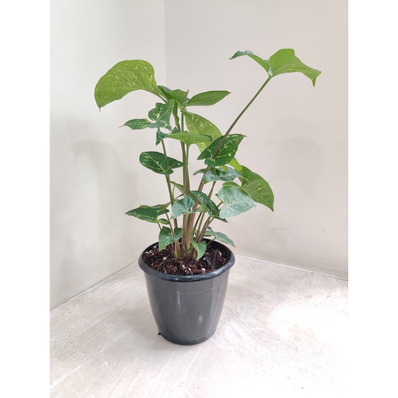 Syngonium Panda Plant