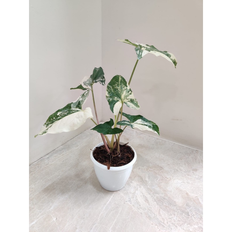 Syngonium Podophyllum Albo Plant