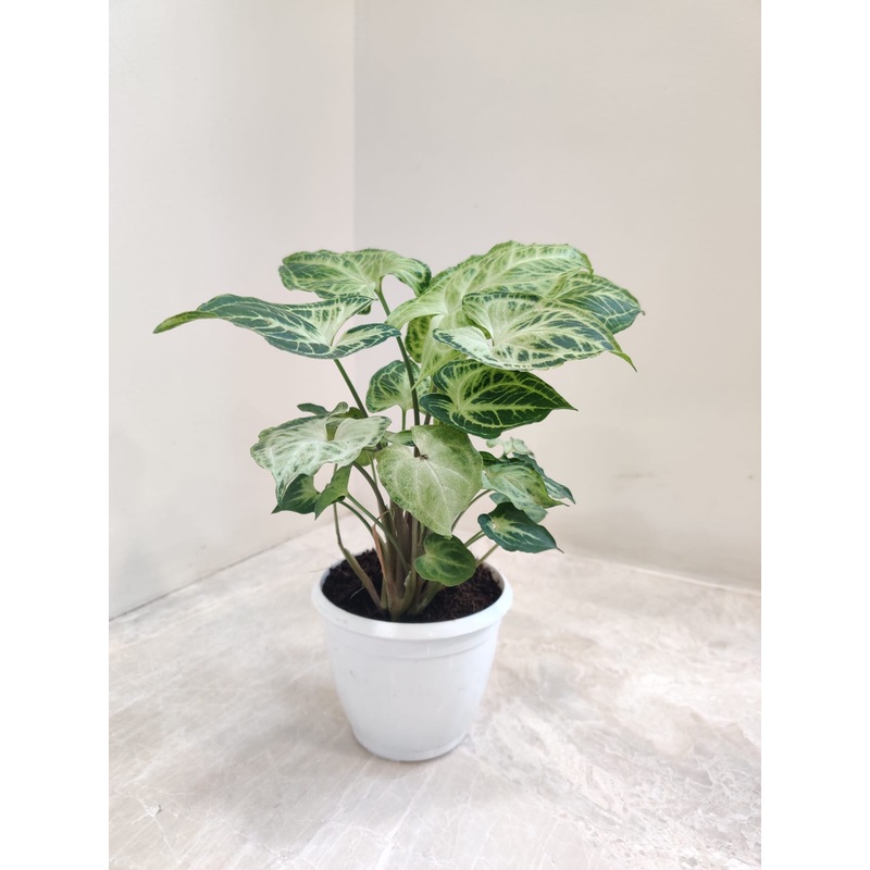 Syngonium Podophyllum ‘Batik’ plant