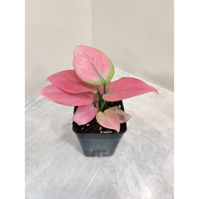 Aglaonema Magical Gal Plant