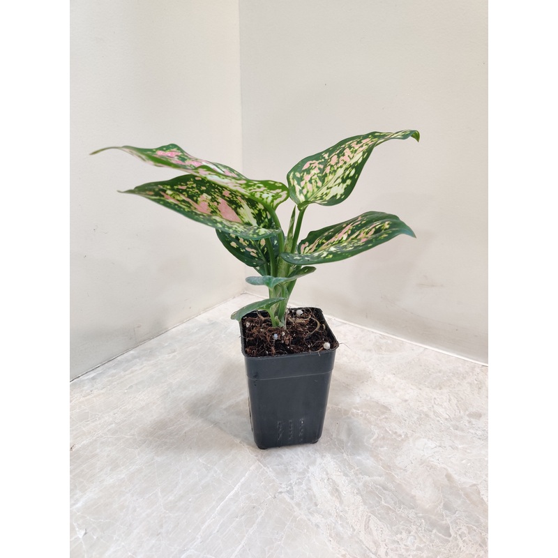 Aglaonema Tricolor Plant