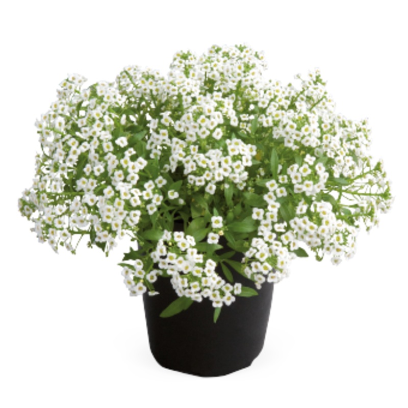 Alyssum Giga White Flower Seeds