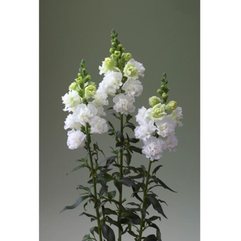 Antirrhinum Legend Double Type White Flower seeds