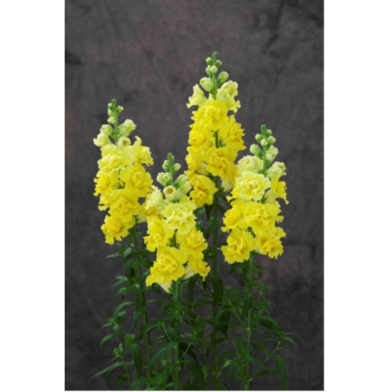 Antirrhinum Legend Double Type Yellow Flower Seeds