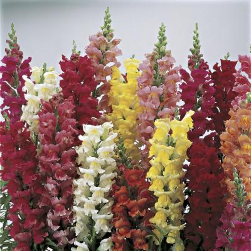Antirrhinum Liberty Classic Mix