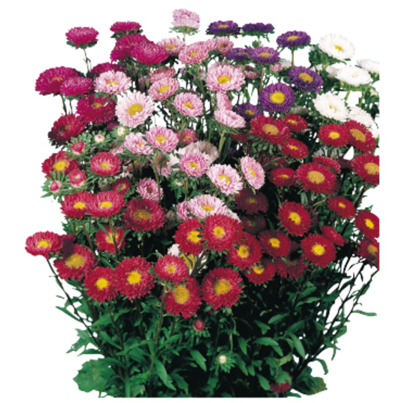Aster Fan Mix Flower Seeds
