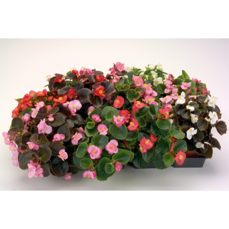 Begonia Semperflorens Nightsprint Mix Flower Seeds