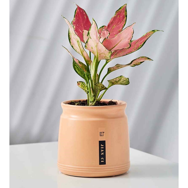 Blush Barrel Ceramic Pot  Soft Peach Indoor Planter