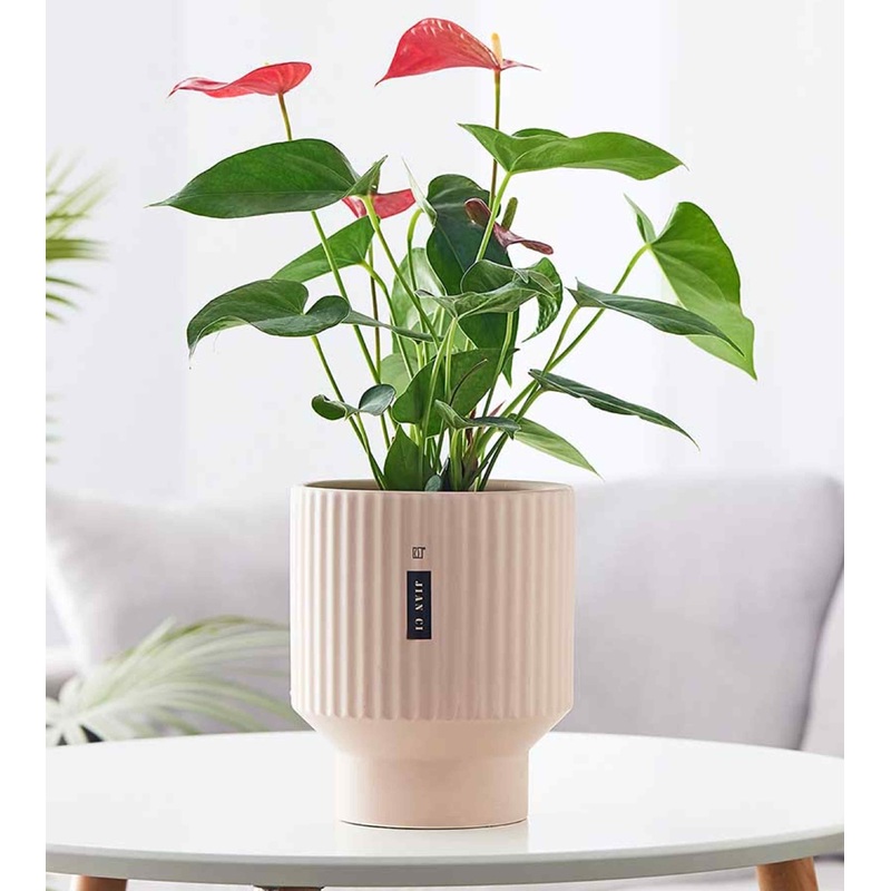 Blush Pink Ribbed Ceramic Planter  Modern Indoor PotBlush Pink Ribbed Ceramic Planter  Modern Indoor Pot